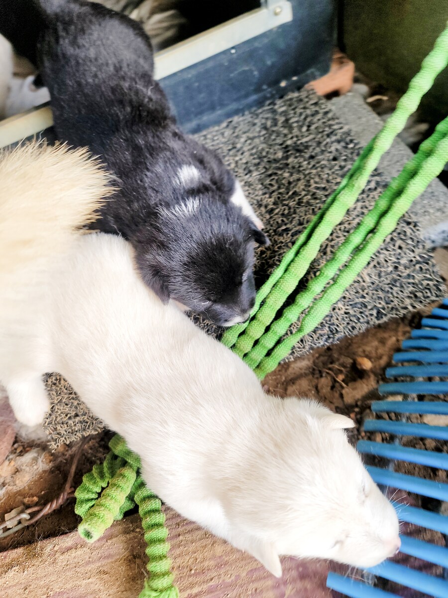 눈은 떳는데 아직 다리에 힘이 없음 jpg_1.jpg