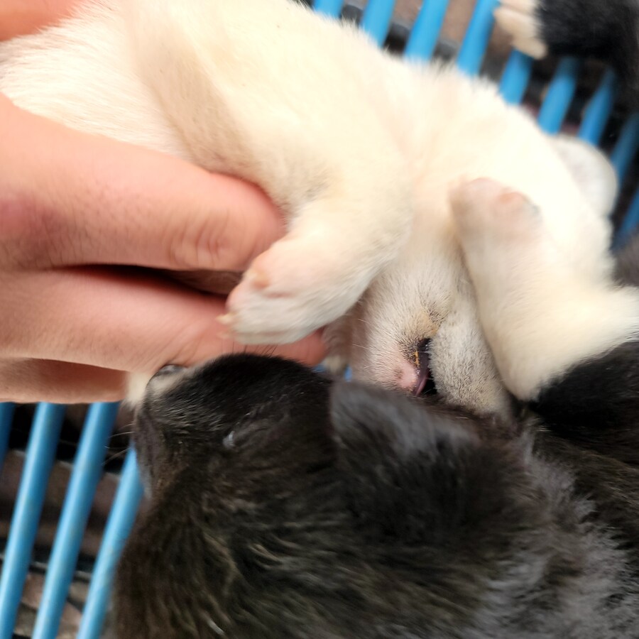 눈은 떳는데 아직 다리에 힘이 없음 jpg_4.jpg