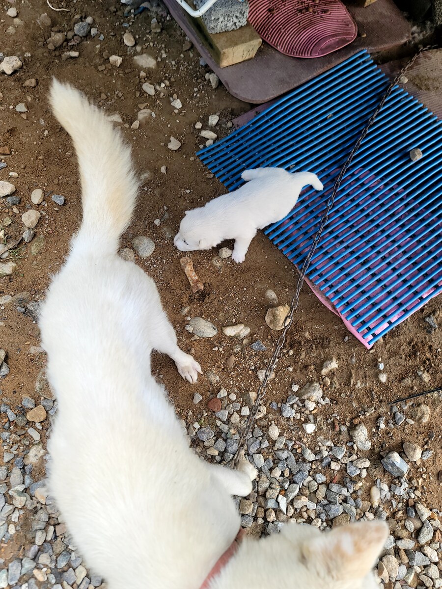 눈은 떳는데 아직 다리에 힘이 없음 jpg_2.jpg