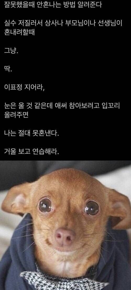 잘못했을 때 혼나지 않는 방법.jpg_1.jpg