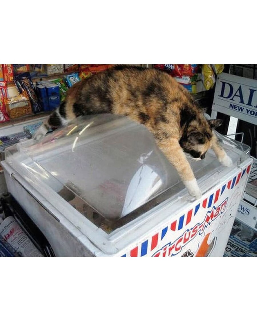 동물들이 폭염을 견디는 방법_2.jpg