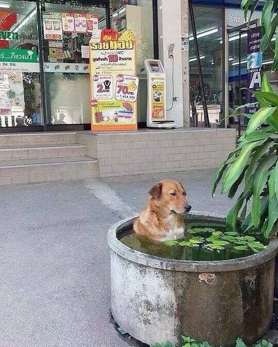 동물들이 폭염을 견디는 방법_4.jpg