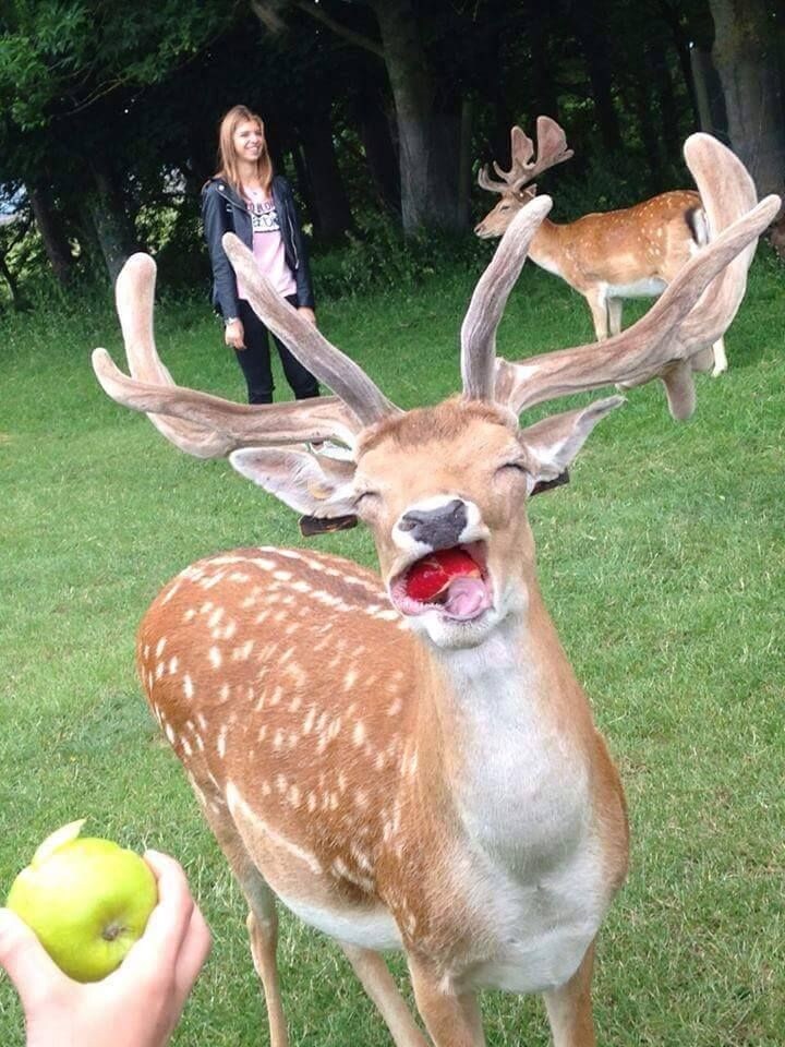 엌ㅋㅋㅋ 이거 사슴임ㅋㅋㅋㅋㅋㅋ_5.jpg
