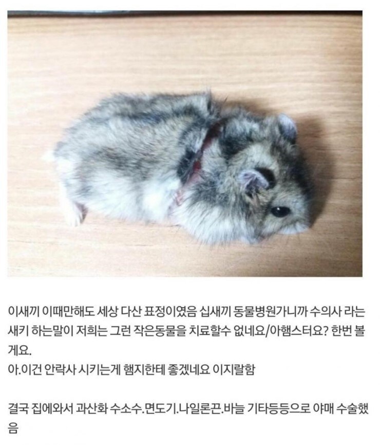 다친 햄스터 야매로 수술해준 디시인_2.jpg