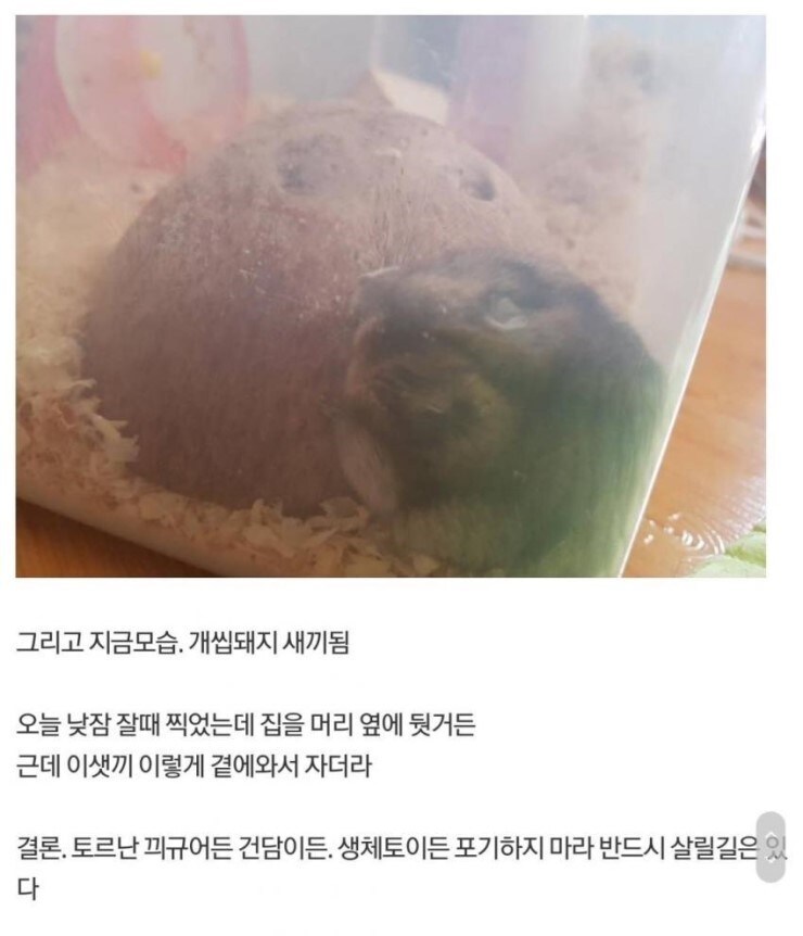 다친 햄스터 야매로 수술해준 디시인_6.jpg