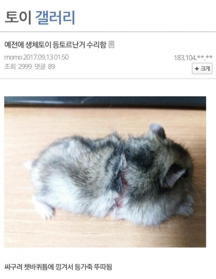다친 햄스터 야매로 수술해준 디시인_1.jpg