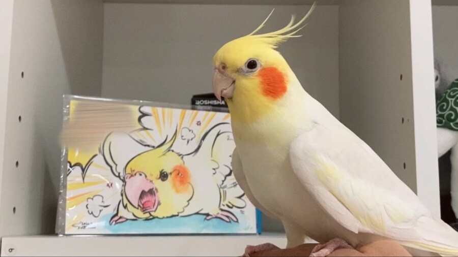 고레가 와따시?_1.jpg