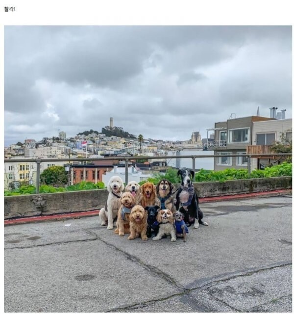 단체 촬영하는 강아지들.jpg_2.jpg