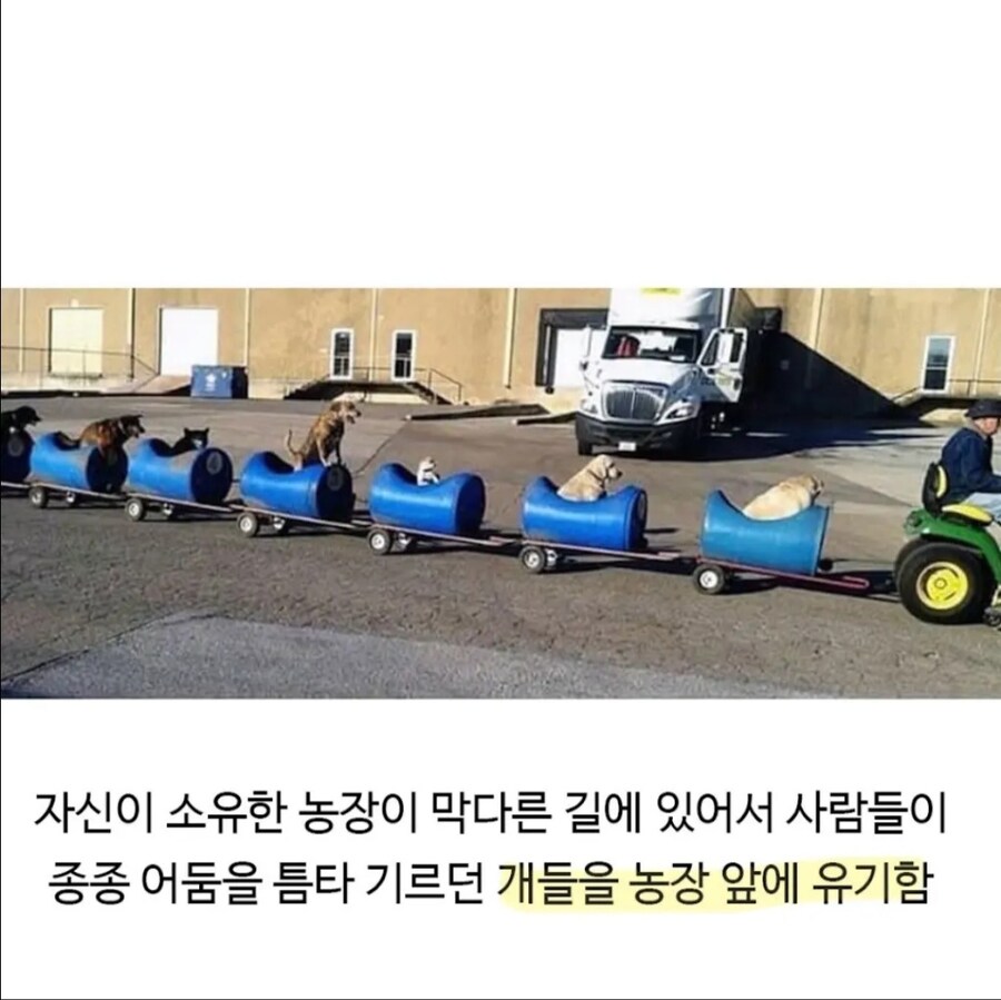 80대 은퇴한 할아버지의 개산책.jpg_2.jpg