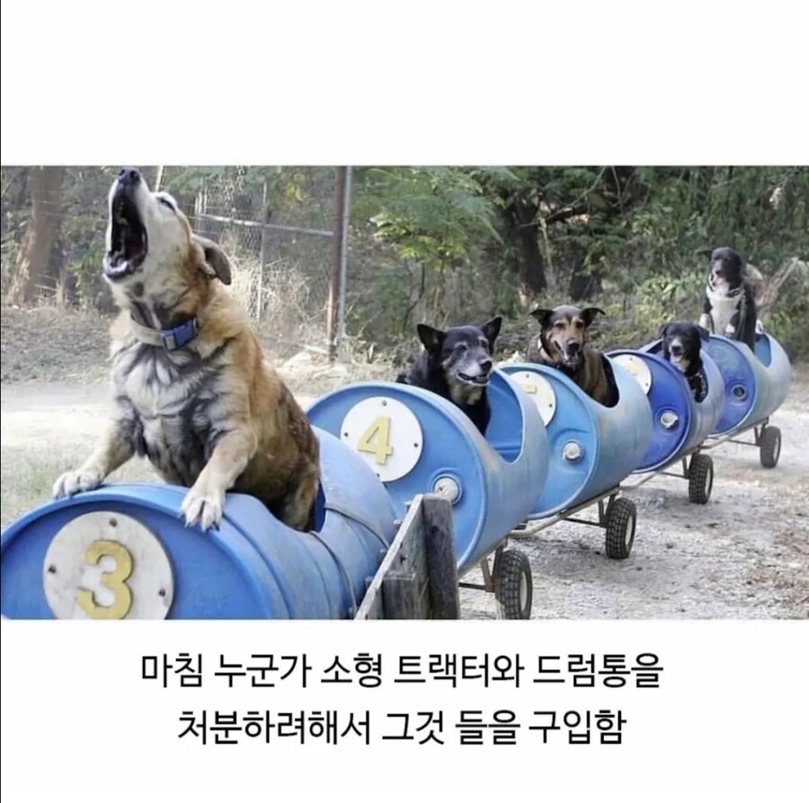 80대 은퇴한 할아버지의 개산책.jpg_4.jpg
