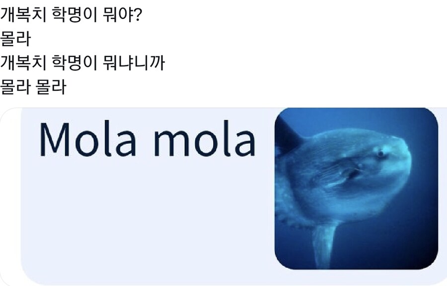 개복치학명이 뭐야_1.jpg