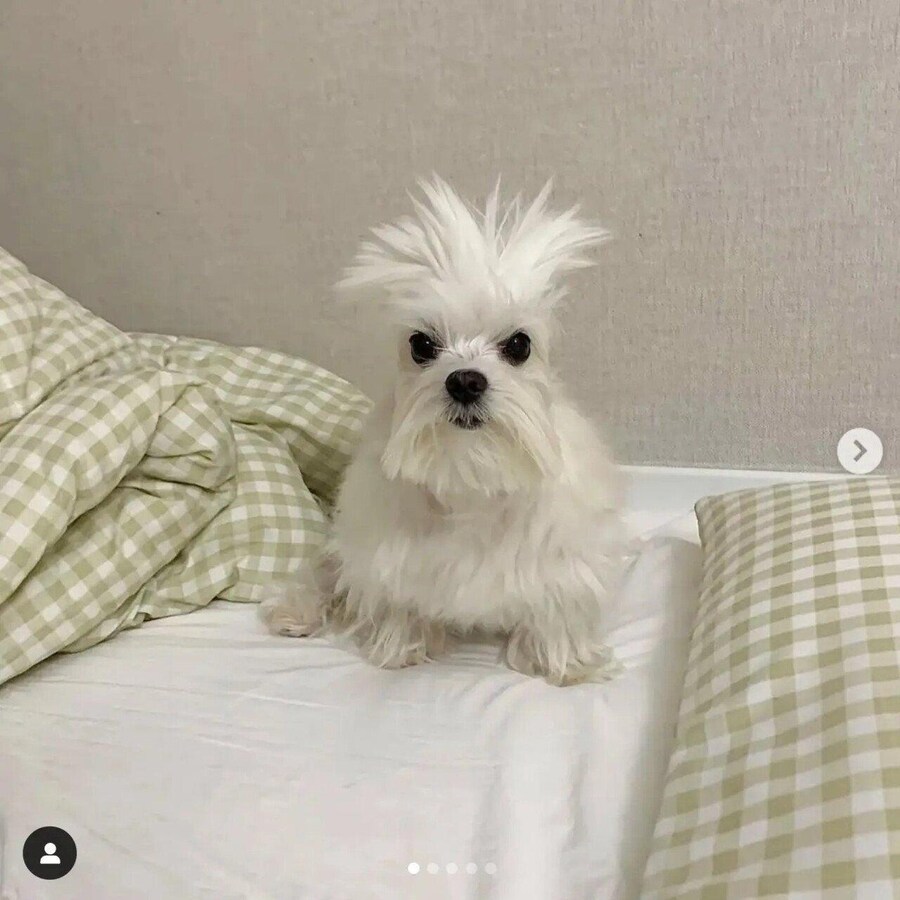 개추도사_1.jpg