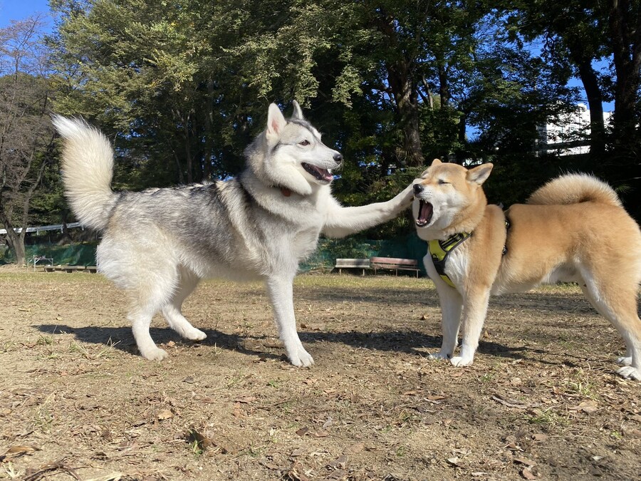 장난치는 멍멍이.jpg_1.jpg