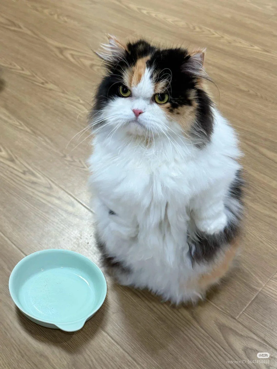 집사! 밥!_1.webp