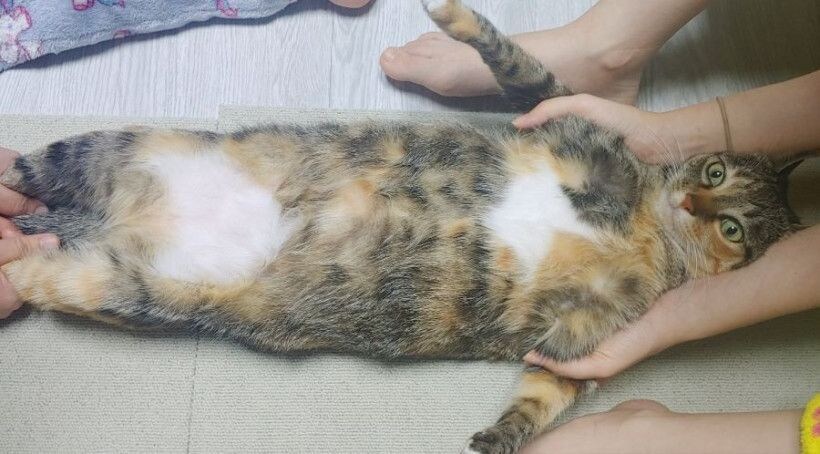 관종 고양이_3.jpg