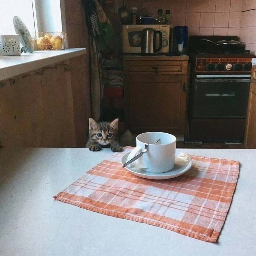 커피잔☕️ 쳐다보는✨ 고양이_2.jpg
