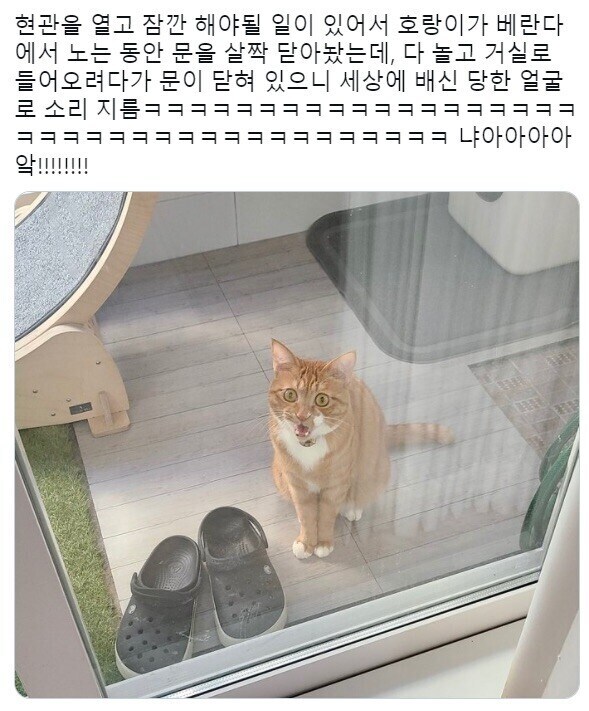 배신당한 고양이.jpg_1.jpg