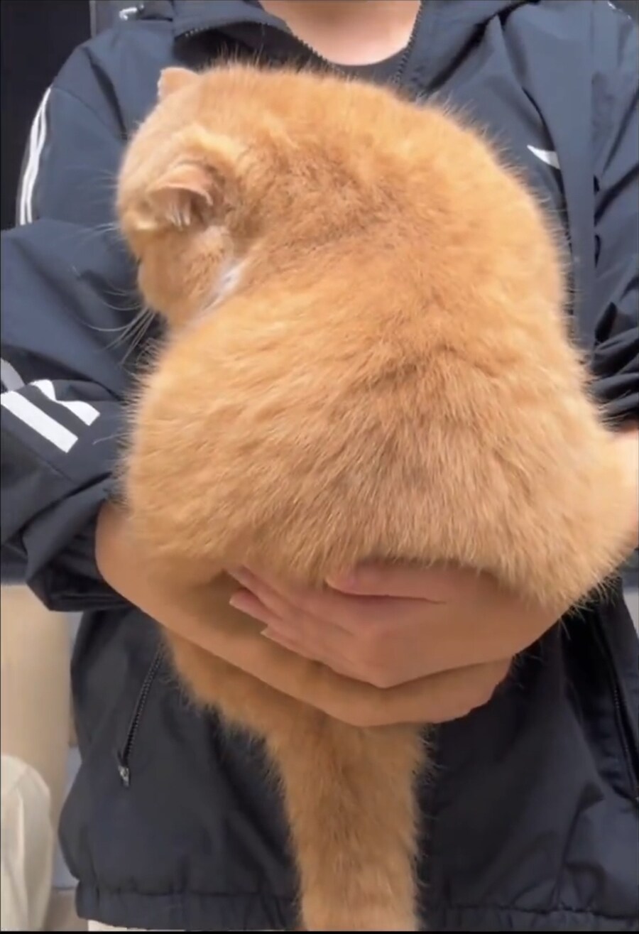 집에서 돼지 키우는걸 자랑하는 사람들.jpg_2.jpg