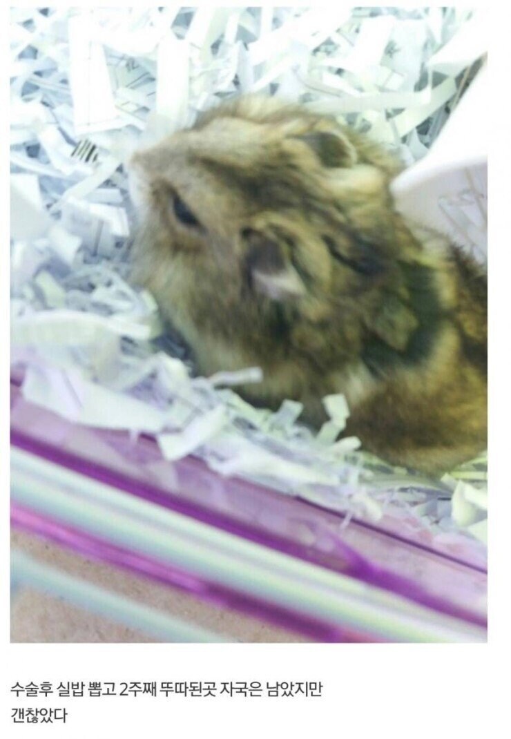 오나니주인님) 프로 ㅈㅏ위꾼 주인 덕분에 살아난 반려동물_3.jpg