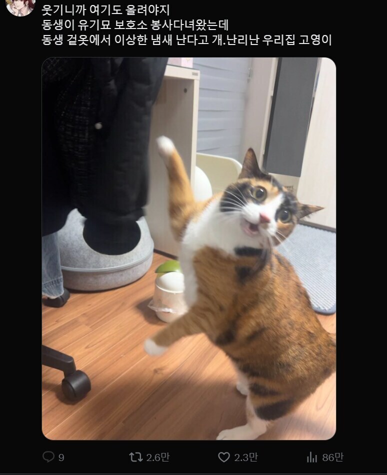 개 난리난 고양이._1.jpg