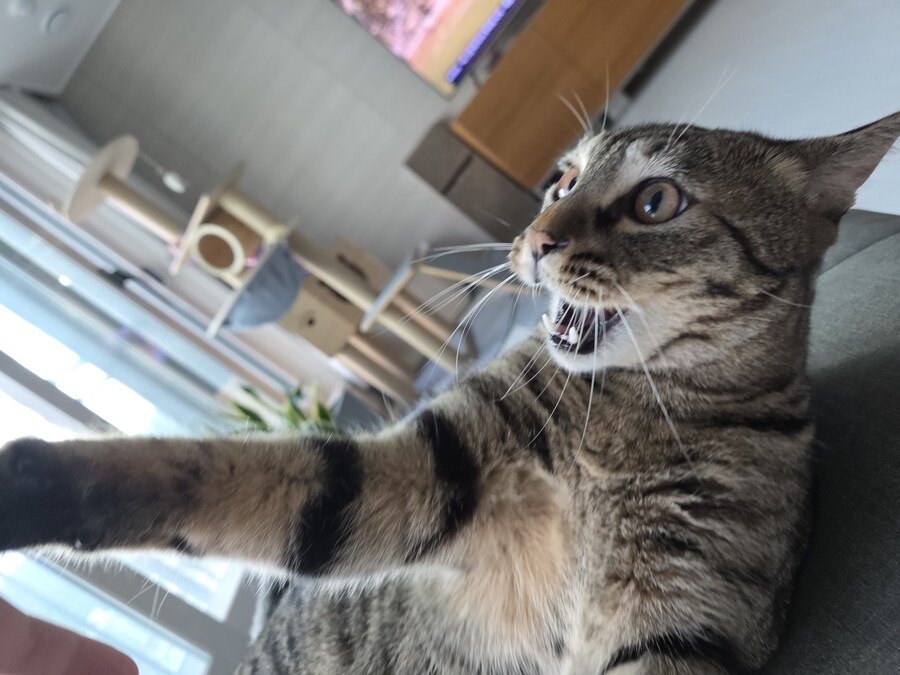 우리 집 고양이랑 wwe_12.jpg