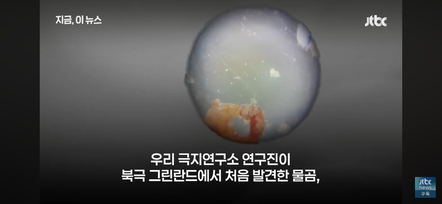북극의 녹은 빙하에서 발견된 신종 곰.jpg_1.png