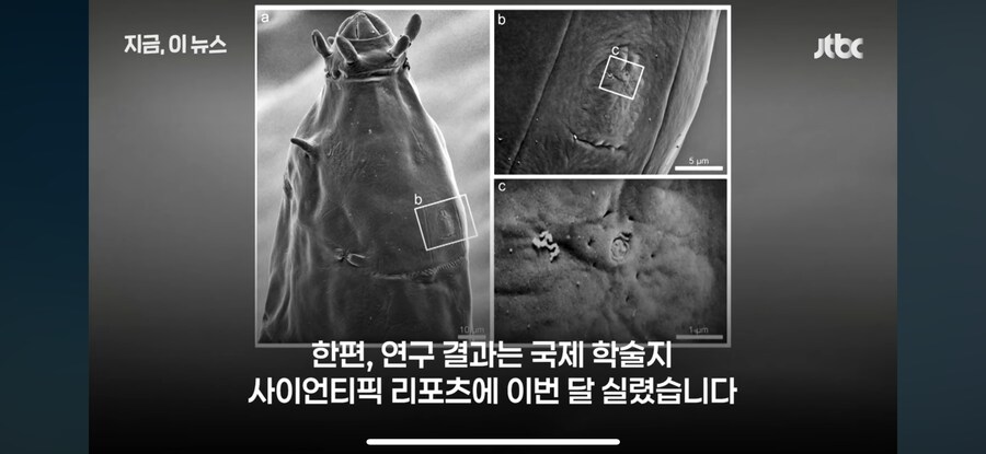 북극의 녹은 빙하에서 발견된 신종 곰.jpg_2.png