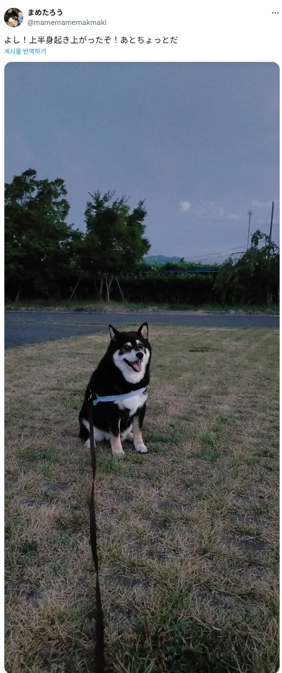 빨리 장보고 집에 가고싶은 견주.jpg_2.png