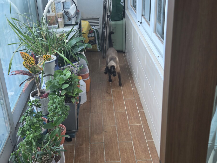 고양이 : 이히히 이거 진짜 재미있다_1.jpg