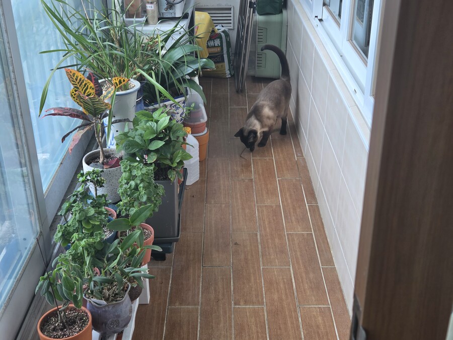 고양이 : 이히히 이거 진짜 재미있다_2.jpg