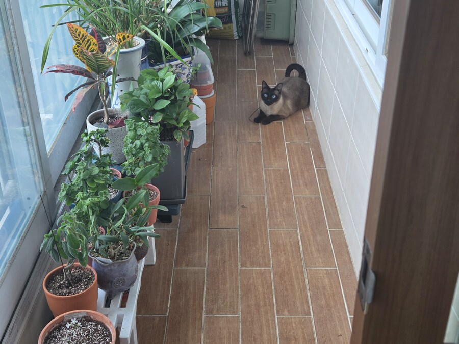 고양이 : 이히히 이거 진짜 재미있다_3.jpg