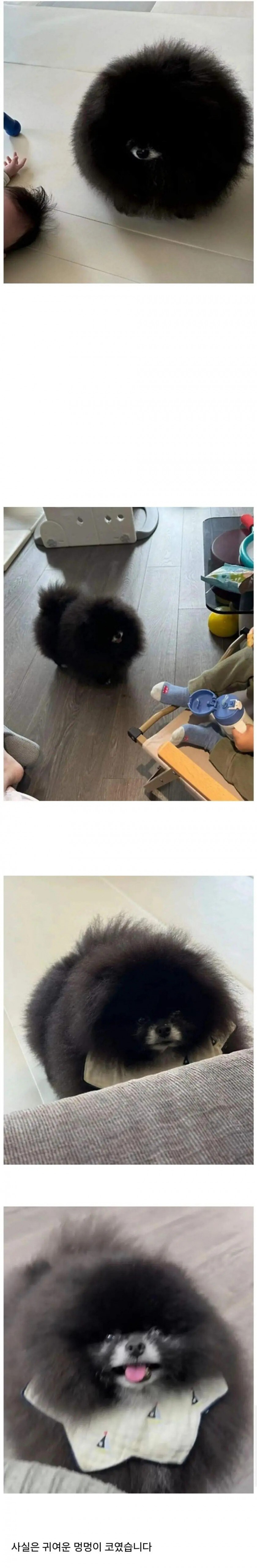 정체 불명의 외눈박이 생명체.jpg_1.jpg