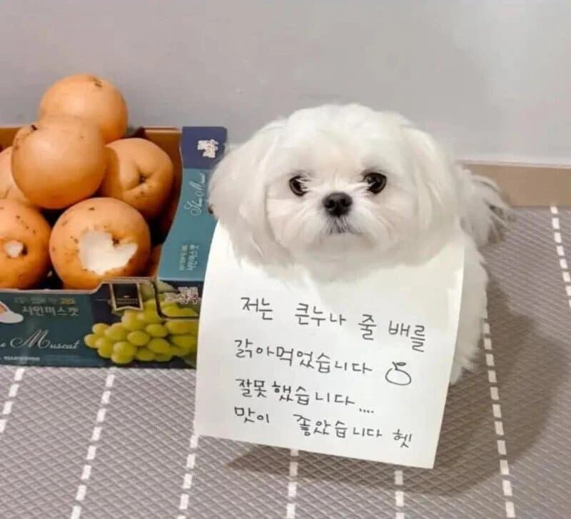 선물로 줄 배를 먹은 강아지_1.jpg