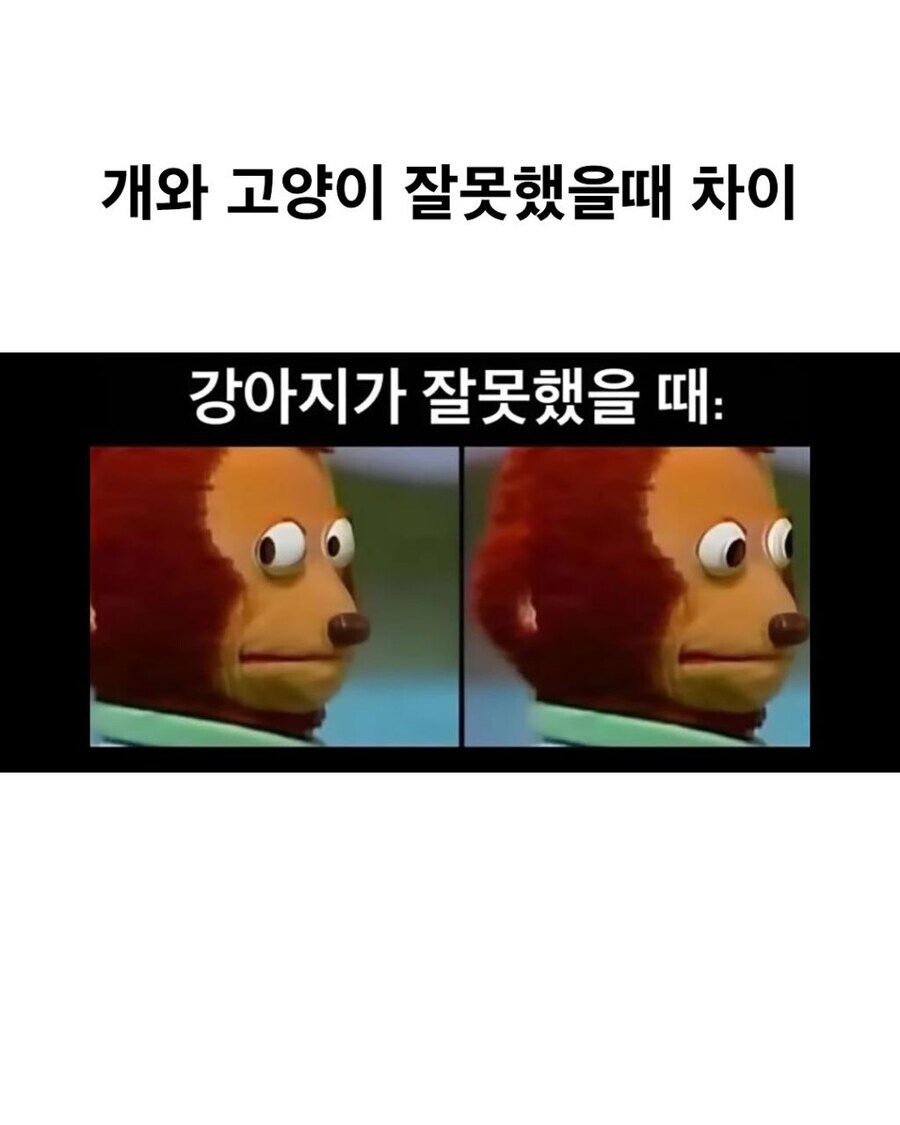개와 고양이 잘못했을 때 차이_1.jpg