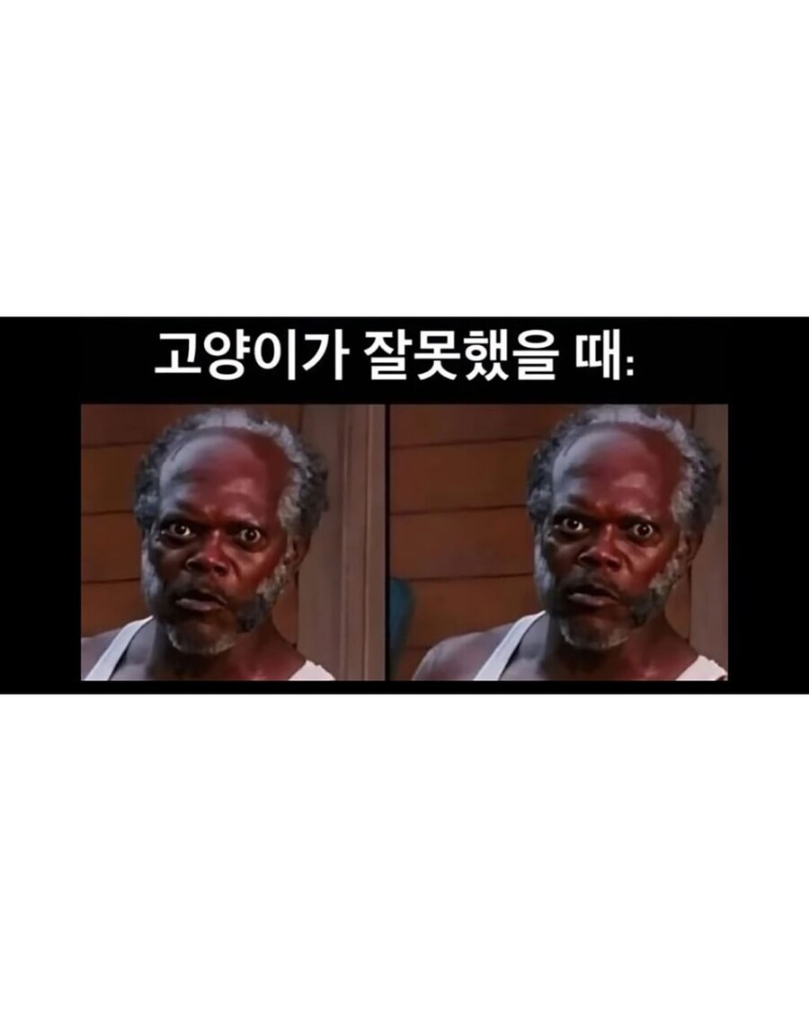 개와 고양이 잘못했을 때 차이_2.jpg