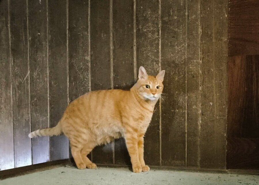 당당하게 서있는 고양이.jpg_1.jpg