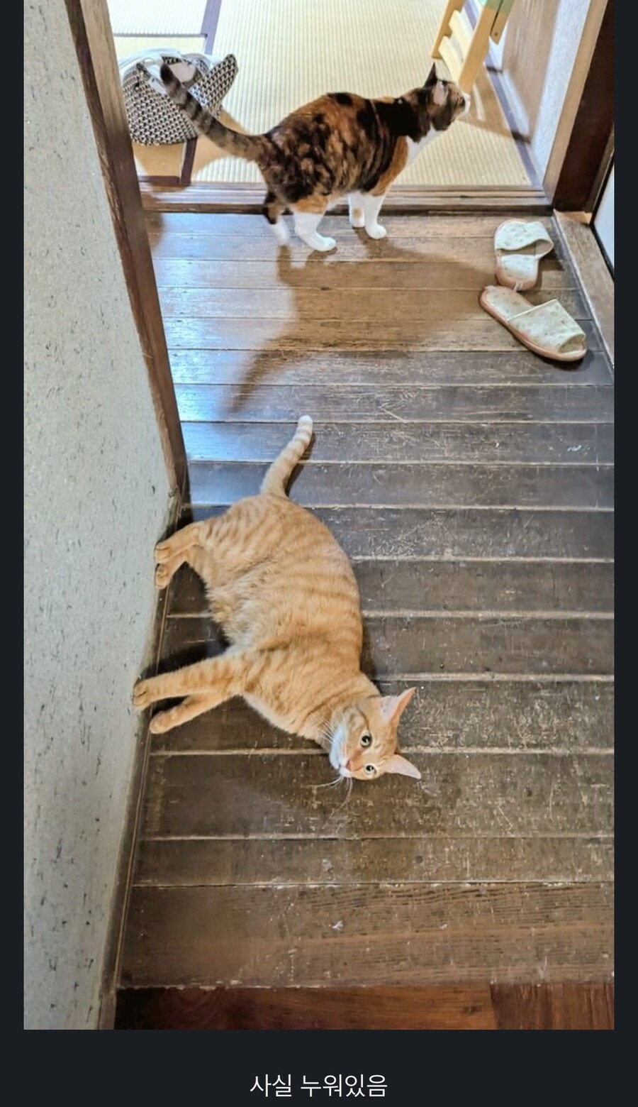 당당하게 서있는 고양이.jpg_2.jpg