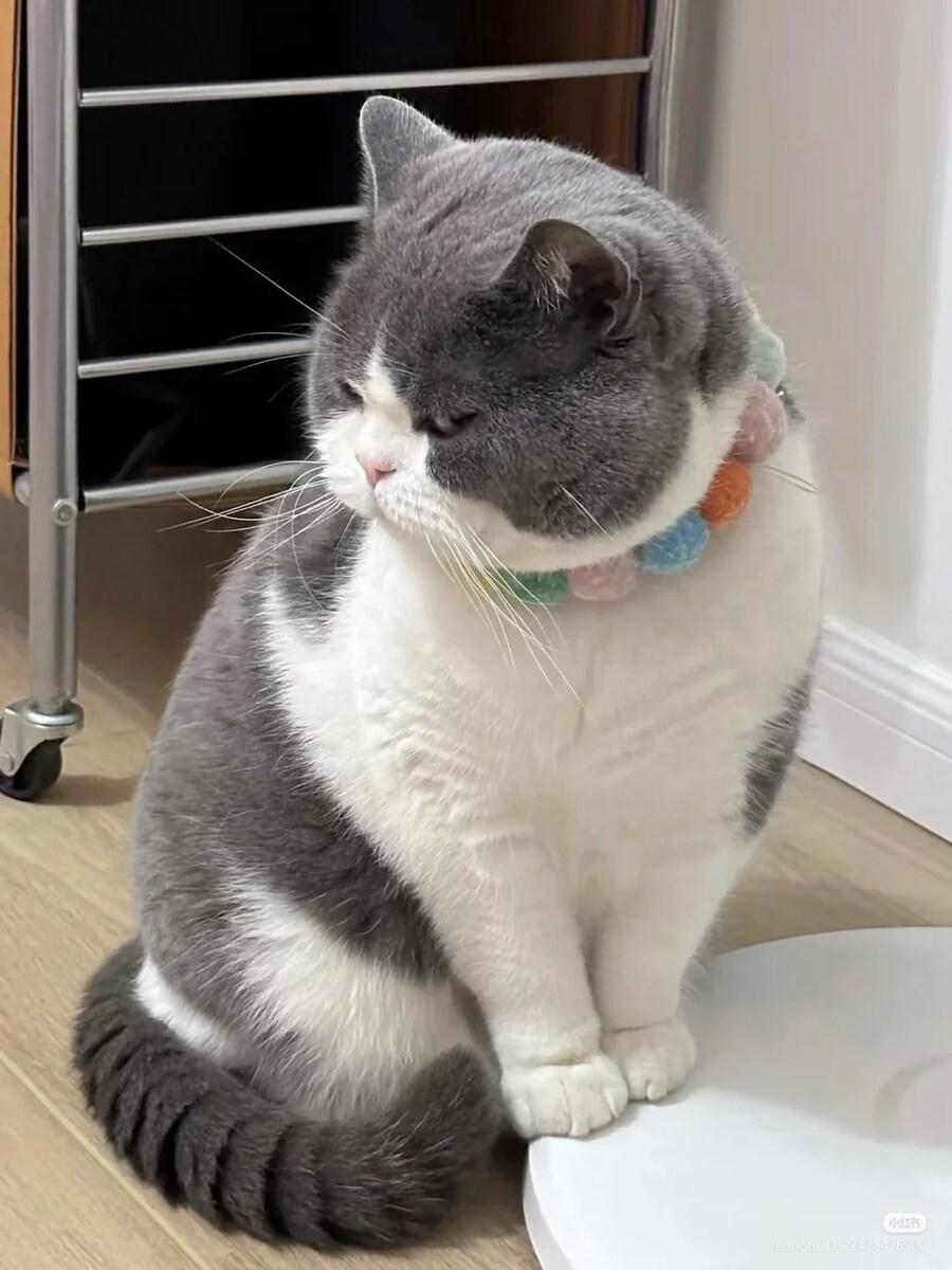 살짝 째려보는 고양이 _1.jpg