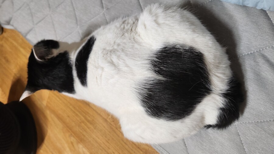 우리집 고양이 엉덩이_1.jpg