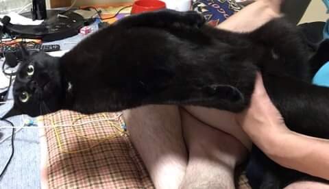 안기는거 싫어하는 고양이_3.jpg