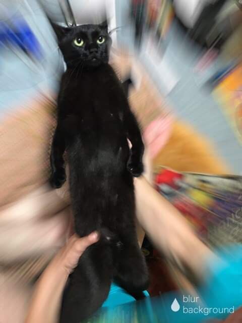 안기는거 싫어하는 고양이_5.jpg