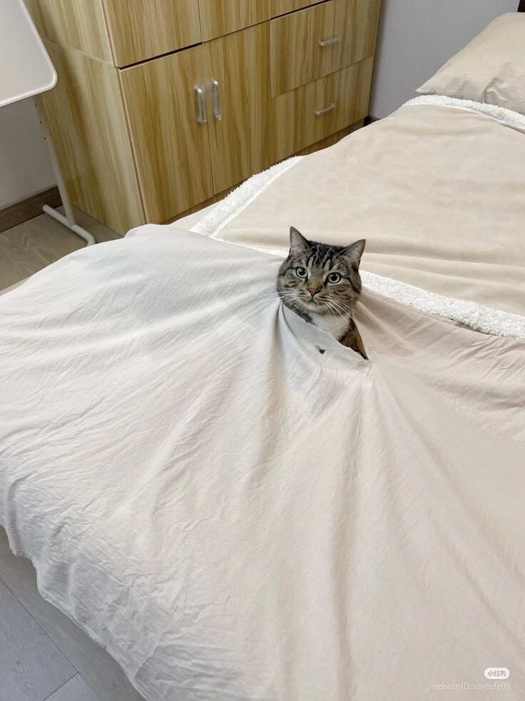 즐거운 시간을 보낸 고양이들.jpg_3.jpg