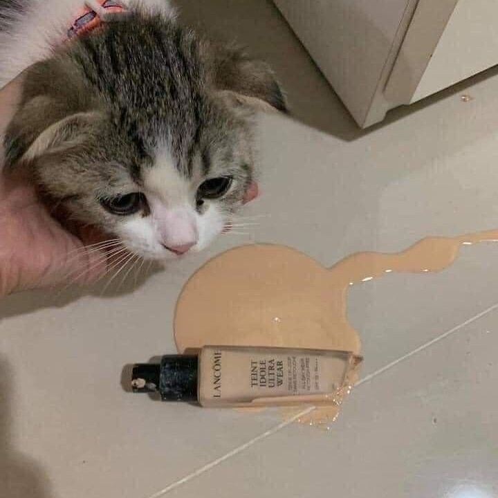 즐거운 시간을 보낸 고양이들.jpg_6.jpg