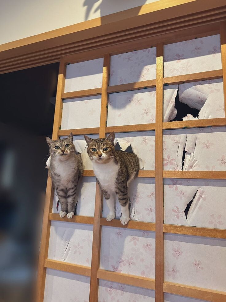 즐거운 시간을 보낸 고양이들.jpg_7.jpg
