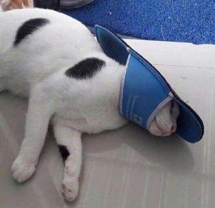 즐거운 시간을 보낸 고양이들.jpg_13.jpg