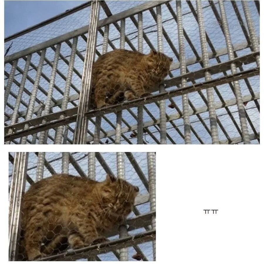 절망 사이에 끼인 칡ㅠㅠ_1.jpg