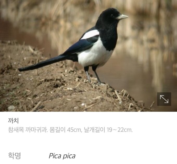 실제 이름보다 학명이 더 귀여운 동물들_2.jpg