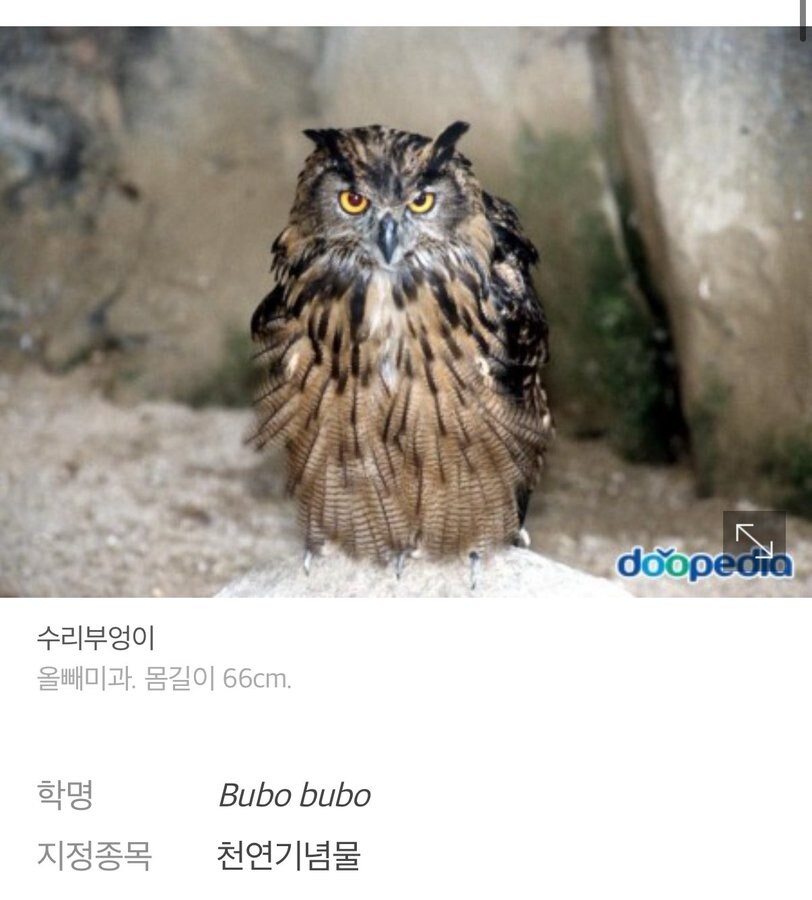 실제 이름보다 학명이 더 귀여운 동물들_3.jpg