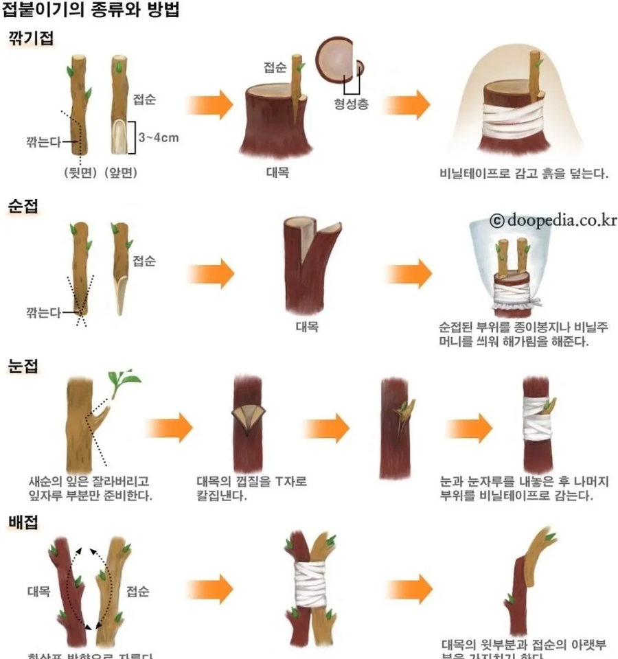 한국의 배 농가에서 접목을 할 때 보편적으로 많이 쓰이는 묘목_1.webp