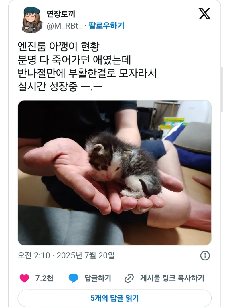 손님차 엔진룸에서 구한 아기 고양이를 강제로 맡게된 정비사_2.webp